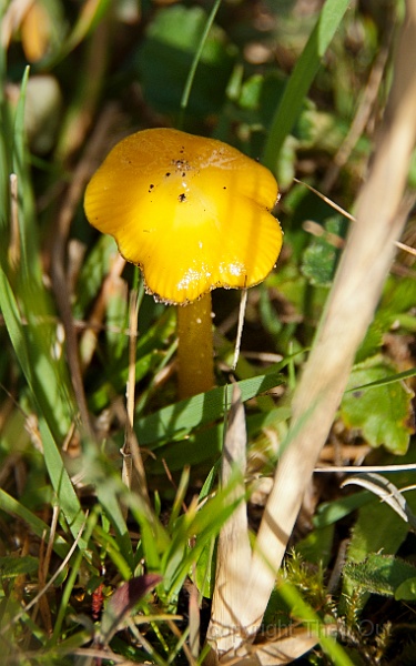 TAOU-20130926_IGP1181-puntmutswasplaat-hygrocybe acutoconica-001.jpg